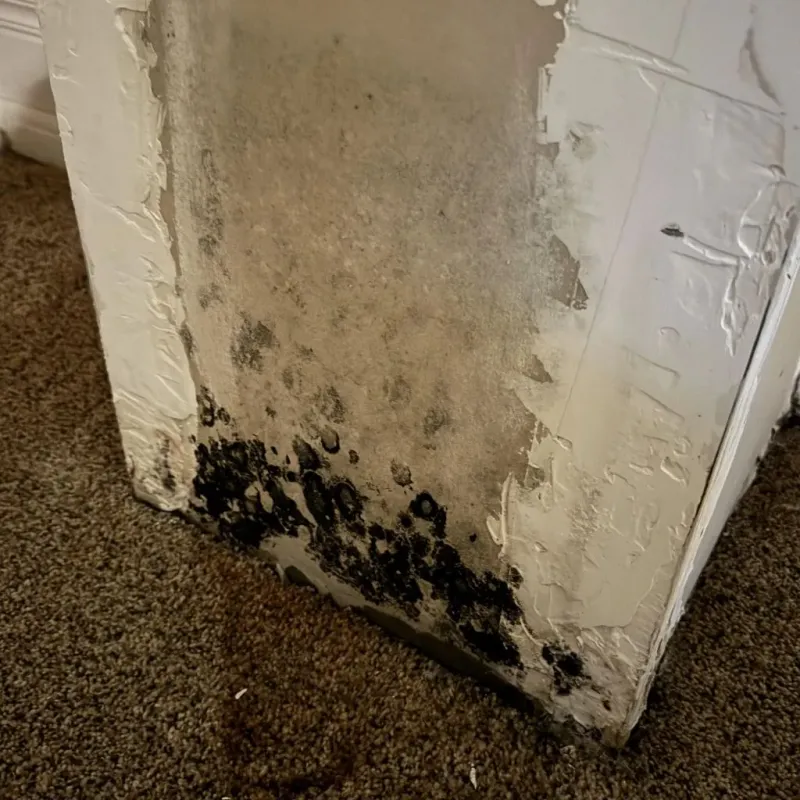 Professional Mold Removal in Hesperia, CA